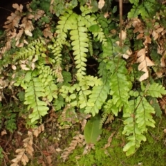 Adiantum hispidulum var. hispidulum (Rough Maidenhair) at Wingecarribee Local Government Area - 11 Feb 2024 by plants