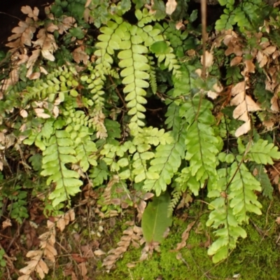 Adiantum hispidulum var. hispidulum (Rough Maidenhair) at Mittagong - 11 Feb 2024 by plants