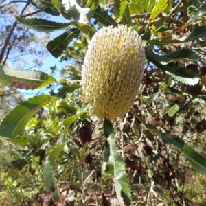 Banksia serrata at Wingecarribee Local Government Area - 12 Feb 2024