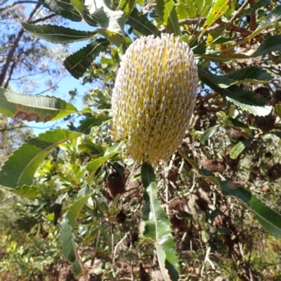 Banksia serrata (Saw Banksia) at Mittagong, NSW - 12 Feb 2024 by plants