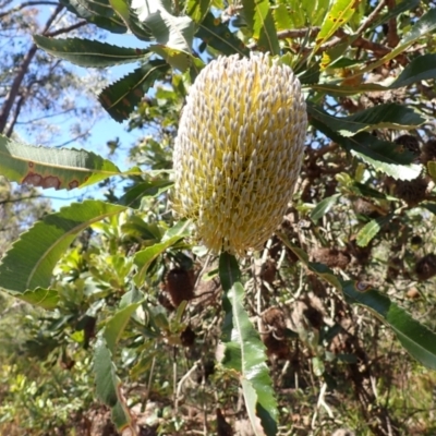 Banksia serrata (Saw Banksia) at Wingecarribee Local Government Area - 11 Feb 2024 by plants