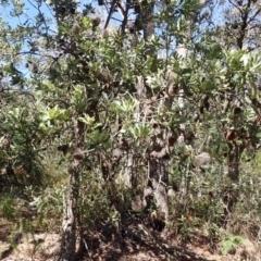 Banksia serrata at Wingecarribee Local Government Area - 12 Feb 2024 09:20 AM