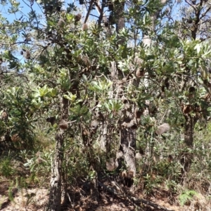 Banksia serrata at Wingecarribee Local Government Area - 12 Feb 2024