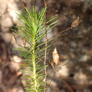 Stylidium laricifolium at Wingecarribee Local Government Area - 12 Feb 2024