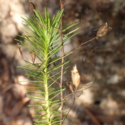 Stylidium laricifolium (Giant Triggerplant, Tree Triggerplant) at Mittagong, NSW - 11 Feb 2024 by plants