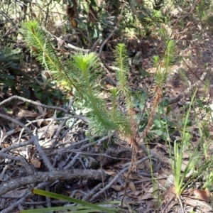 Stylidium laricifolium at Wingecarribee Local Government Area - 12 Feb 2024 09:23 AM