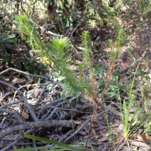 Stylidium laricifolium at Wingecarribee Local Government Area - 12 Feb 2024
