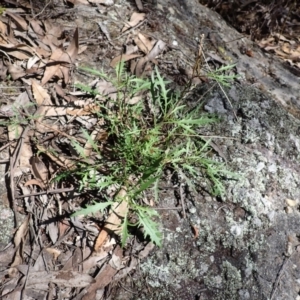 Isotoma axillaris at Wingecarribee Local Government Area - 12 Feb 2024 09:26 AM