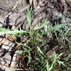 Isotoma axillaris at Wingecarribee Local Government Area - 12 Feb 2024 09:26 AM