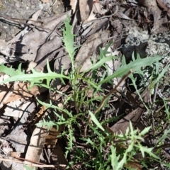 Isotoma axillaris at Wingecarribee Local Government Area - 12 Feb 2024 09:26 AM
