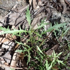 Isotoma axillaris at Wingecarribee Local Government Area - 12 Feb 2024 09:26 AM