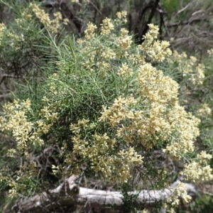 Cassinia quinquefaria (Rosemary Cassinia) at Berrima, NSW by plants