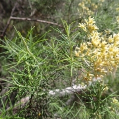 Cassinia quinquefaria at Berrima - 12 Feb 2024