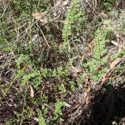 Cheilanthes sieberi subsp. sieberi (Mulga Rock Fern) at Berrima, NSW - 12 Feb 2024 by plants