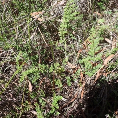 Cheilanthes sieberi subsp. sieberi (Narrow Rock Fern) at Berrima, NSW - 11 Feb 2024 by plants