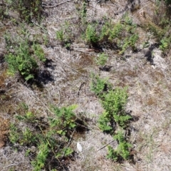 Cheilanthes sieberi subsp. sieberi at Berrima - 12 Feb 2024