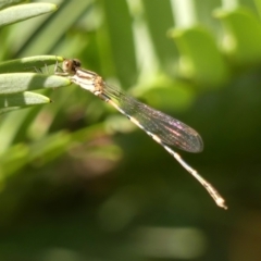 Austrolestes leda (Wandering Ringtail) at Braemar - 11 Feb 2024 by Curiosity