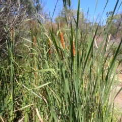 Typha orientalis (Broad-leaved Cumbumgi) at Berrima - 11 Feb 2024 by plants