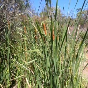 Typha orientalis at Berrima - 12 Feb 2024