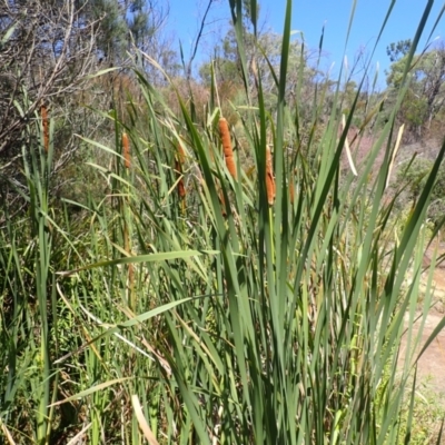 Typha orientalis (Broad-leaved Cumbumgi) at Wingecarribee Local Government Area - 11 Feb 2024 by plants