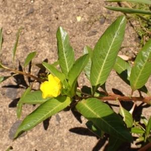 Ludwigia peploides subsp. montevidensis at Berrima - 12 Feb 2024 10:58 AM