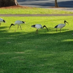 Threskiornis molucca (Australian White Ibis) at Adelaide, SA - 13 Feb 2024 by Mike