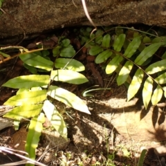 Blechnum minus (Soft Water Fern) at Berrima - 12 Feb 2024 by plants