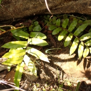 Blechnum minus (Soft Water Fern) at Berrima, NSW by plants