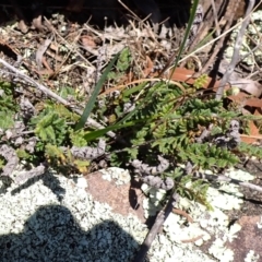 Cheilanthes distans (Bristly Cloak Fern) at Berrima - 12 Feb 2024 by plants
