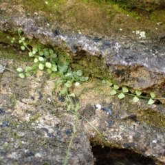 Asplenium flabellifolium (Necklace Fern) at Wingecarribee Local Government Area - 12 Feb 2024 by plants