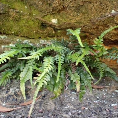 Blechnum rupestre (Small Rasp Fern) at Berrima - 12 Feb 2024 by plants