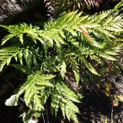 Todea barbara (King Fern) at Berrima, NSW - 12 Feb 2024 by plants