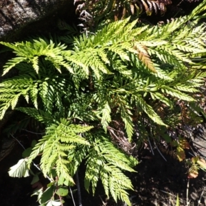 Todea barbara (King Fern) at Berrima, NSW by plants