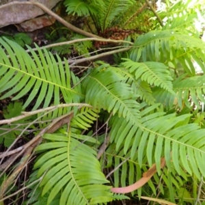 Blechnum nudum at Berrima - 12 Feb 2024 11:20 AM