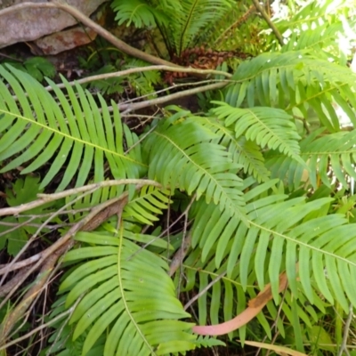 Blechnum nudum (Fishbone Water Fern) at Wingecarribee Local Government Area - 12 Feb 2024 by plants