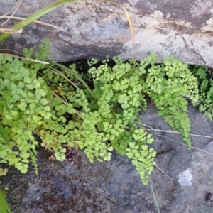 Adiantum aethiopicum at Wingecarribee Local Government Area - 12 Feb 2024