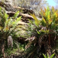 Todea barbara (King Fern) at Berrima, NSW - 12 Feb 2024 by plants