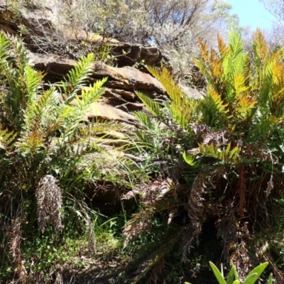 Todea barbara (King Fern) at Berrima, NSW - 12 Feb 2024 by plants