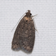 Chezala privatella (A Concealer moth) at Jerrabomberra, NSW - 11 Feb 2024 by DianneClarke