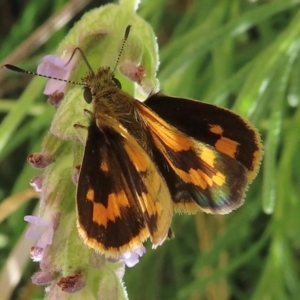 Ocybadistes walkeri at Hughes, ACT - 11 Feb 2024