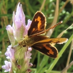 Ocybadistes walkeri at Hughes, ACT - 11 Feb 2024