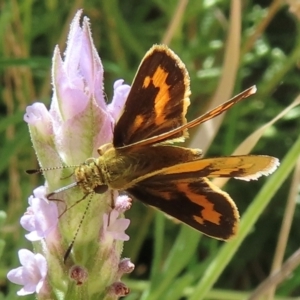 Ocybadistes walkeri at Hughes, ACT - 11 Feb 2024 02:05 PM