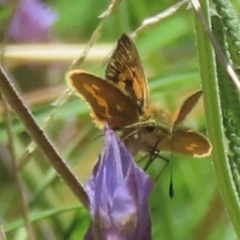 Ocybadistes walkeri at Hughes, ACT - 11 Feb 2024 02:05 PM