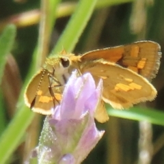 Ocybadistes walkeri at Hughes, ACT - 11 Feb 2024 02:05 PM