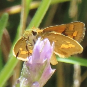 Ocybadistes walkeri at Hughes, ACT - 11 Feb 2024 02:05 PM