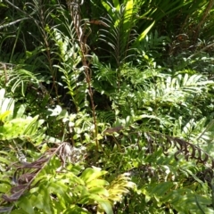 Blechnum minus (Soft Water Fern) at Berrima - 12 Feb 2024 by plants