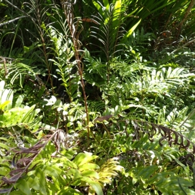 Blechnum minus (Soft Water Fern) at Wingecarribee Local Government Area - 12 Feb 2024 by plants