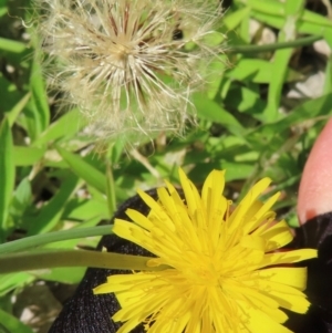 Hypochaeris radicata at Griffith, ACT - 9 Feb 2024