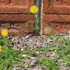 Hypochaeris radicata at Griffith, ACT - 9 Feb 2024