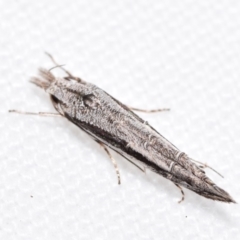 Trachydora centromela (Cosmopterigidae.) at QPRC LGA - 11 Feb 2024 by DianneClarke